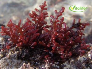 cong dung Lithothamnion Calcareum - Vita calmax+ vita life